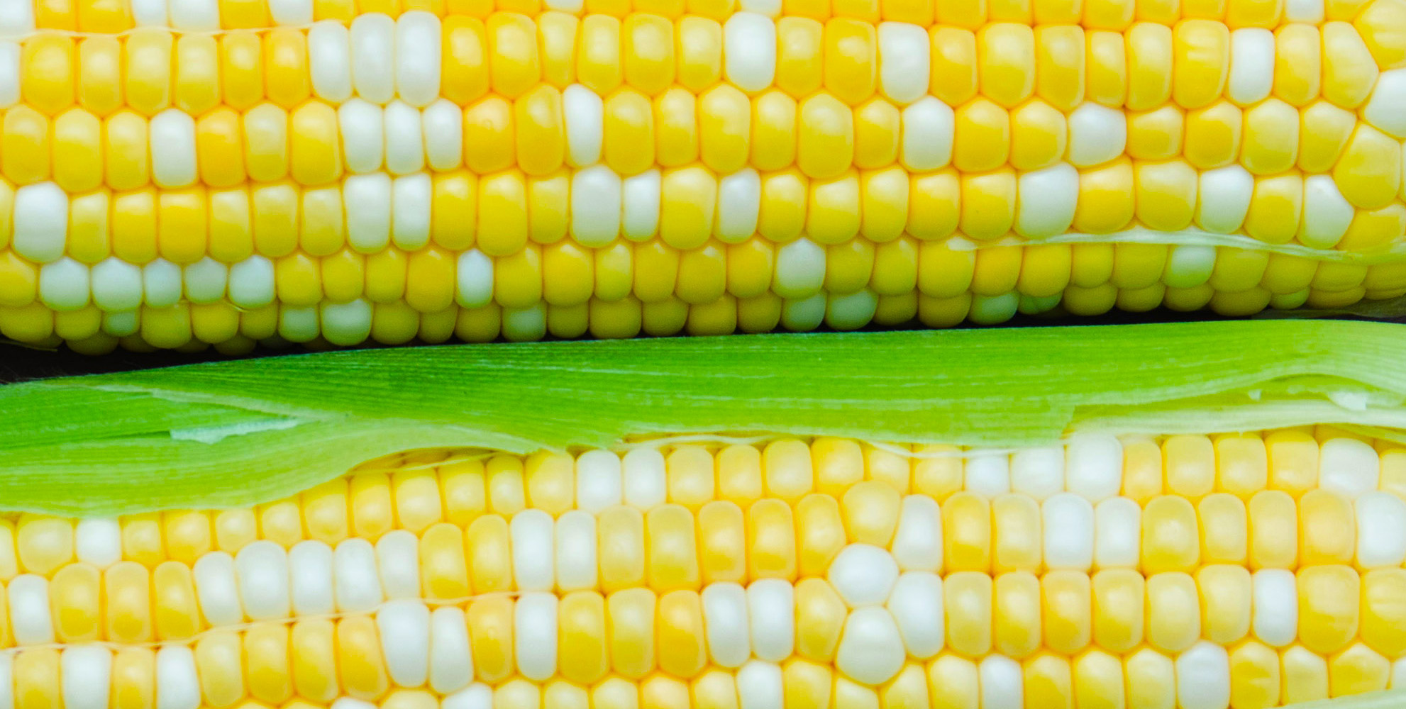 closeup of NJ corn